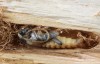 kozlíček osikový (Brouci), Saperda carcharias, Cerambycidae, Saperdini (Coleoptera)